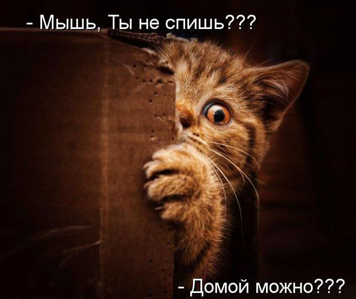 Позитив дня: КОТОПЯТНИЦА Позитив дня: КОТОПЯТНИЦА