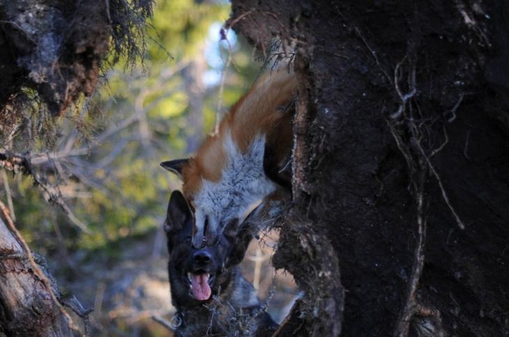 Sniffer fox and Tinni, дружба между лисой и собакой