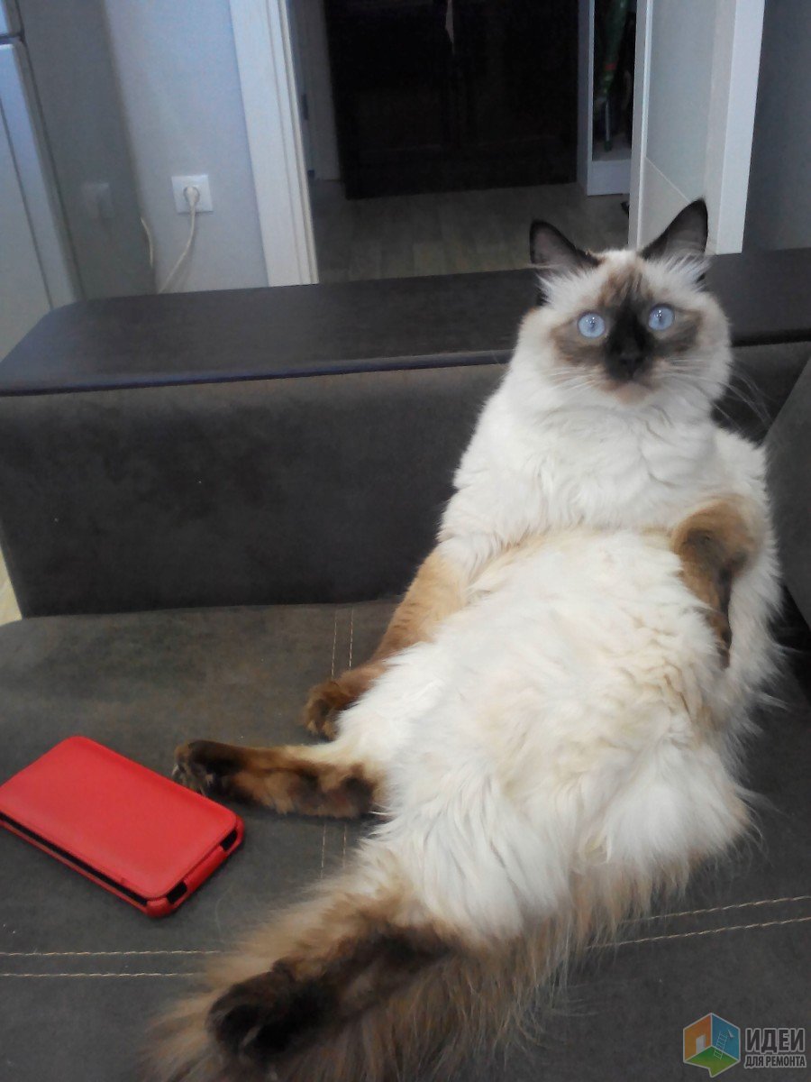 Котейка Кухонька, беленькая)))