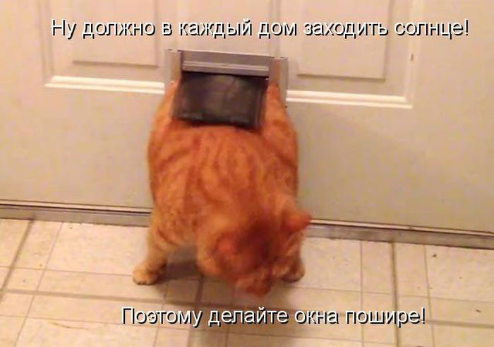 Позитив дня: КОТОПЯТНИЦА Позитив дня: КОТОПЯТНИЦА