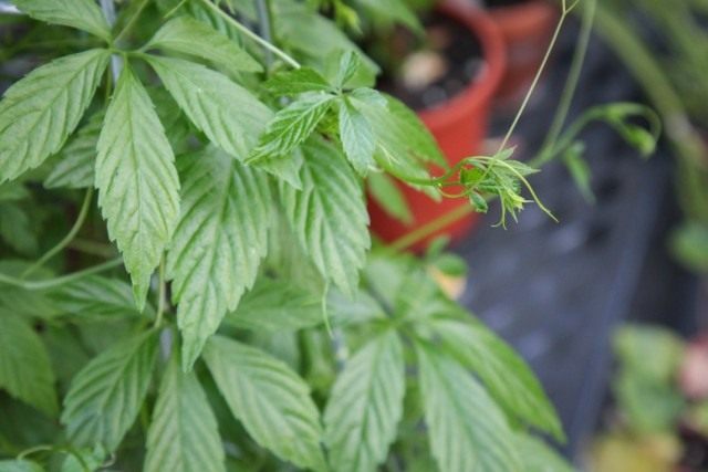   (Gynostemma pentaphyllum)