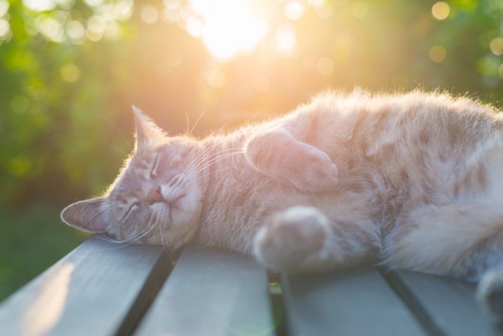 https://kotobormot.ru/wp-content/uploads/2018/01/ExternalLink_shutterstock_283581704-730x488.jpg