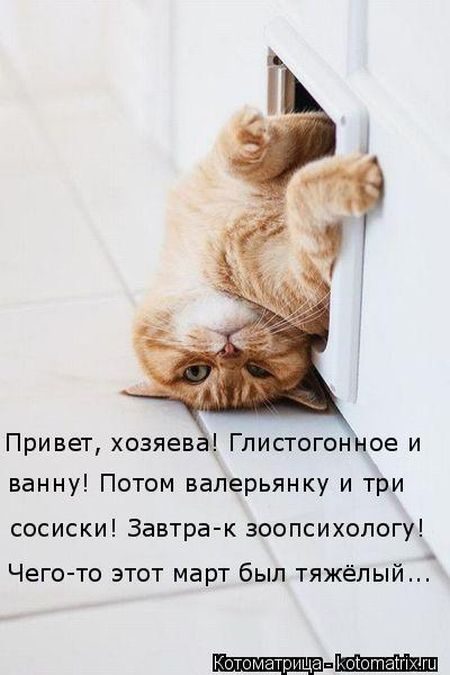 Лучшие котоматрицы недели