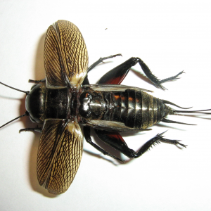 ������� � �������� ��� ���� �������.