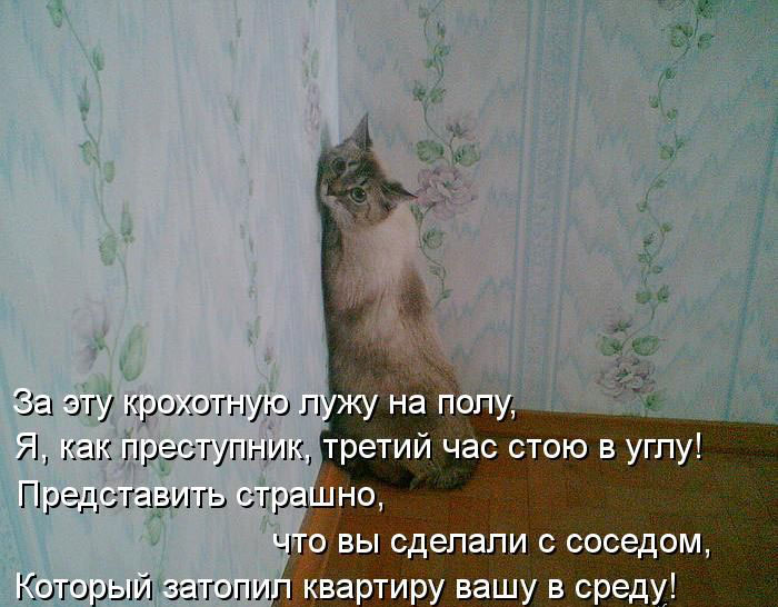 Позитив дня: КОТОПЯТНИЦА Позитив дня: КОТОПЯТНИЦА
