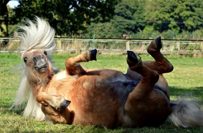 Ржетнеможет: зверушки — участники конкурса Comedy Pet Photography Awards