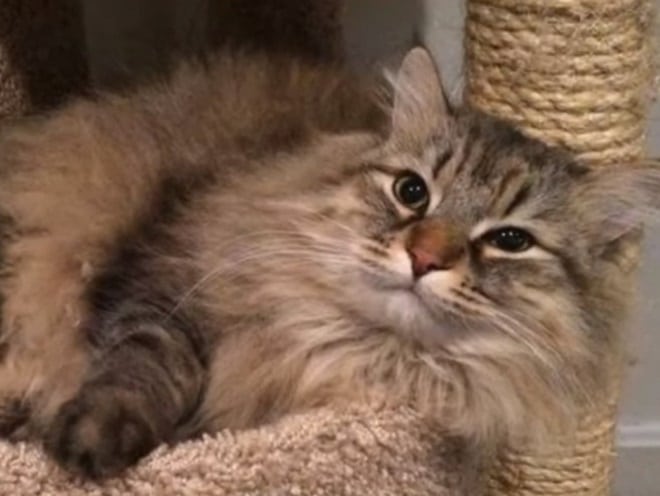 Недовольный кот Кот лежит