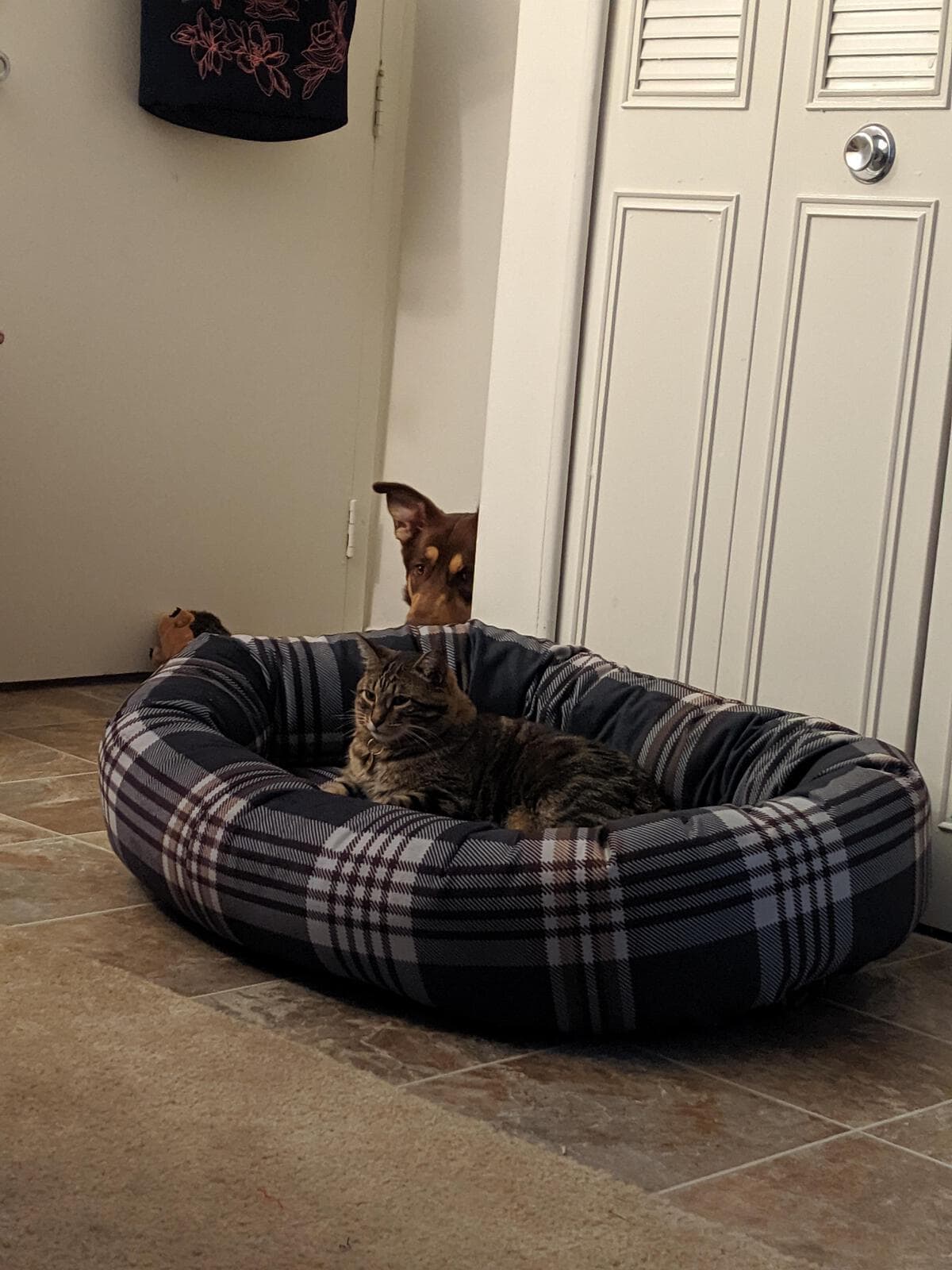 смешные коты кот отдыхает