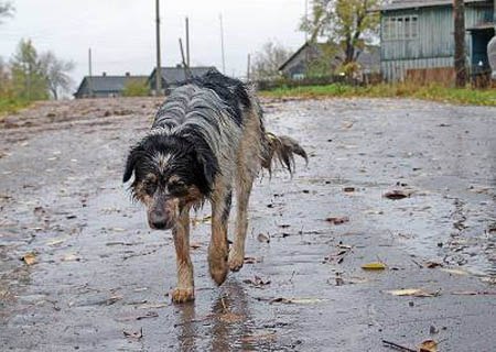 Я кормил не облезлого пса, истощенного голодом, а свою совесть... Я кормил не облезлого пса, истощенного голодом, а свою совесть...