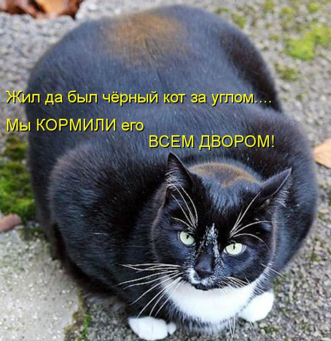 Позитив дня: КОТОПЯТНИЦА Позитив дня: КОТОПЯТНИЦА
