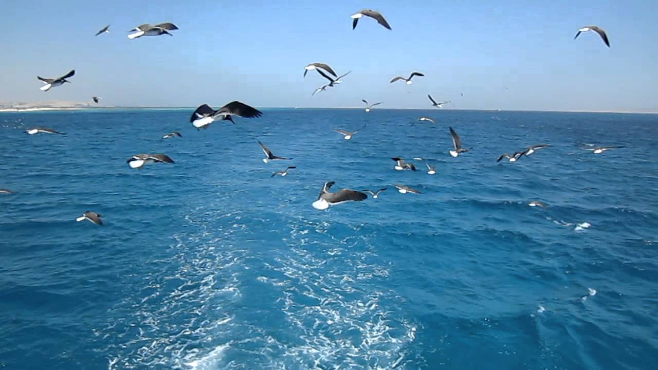 Он просто снимал чаек над водой. Но в один миг произошло нечто необыкновенное! Он просто снимал чаек над водой. Но в один миг произошло нечто необыкновенное!