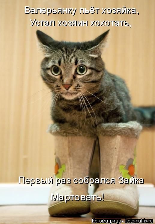 Смешные котоматрицы)) Смешные котоматрицы))