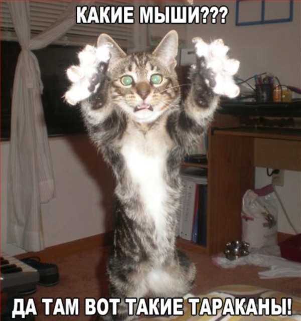 Котоматрицы великолепные, каждая с кусочком тепла, позитива и улыбкой! Котоматрицы великолепные, каждая с кусочком тепла, позитива и улыбкой!