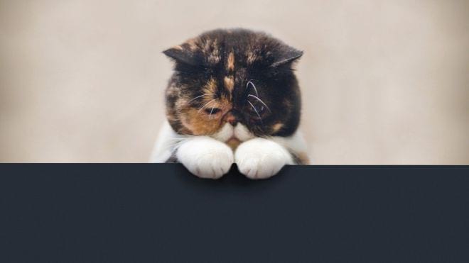 Как выглядят обижульки. 25 милых животных, которые обиделись Как выглядят обижульки. 25 милых животных, которые обиделись