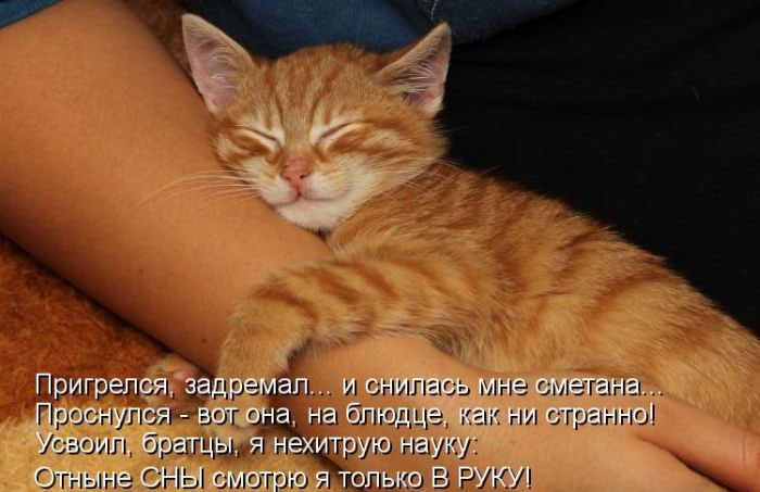 Позитив дня: КОТОПЯТНИЦА Позитив дня: КОТОПЯТНИЦА