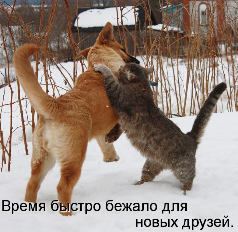 Дружба навеки