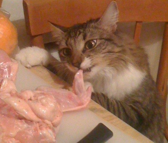 Коты, которых застали врасплох. И вовсе они не воруют, они охотятся! Коты, которых застали врасплох. И вовсе они не воруют, они охотятся!
