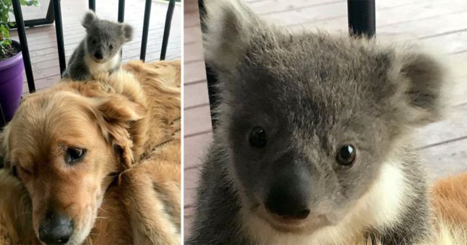 Собака спасла крошечную коалу от гибели