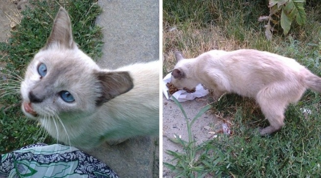 Исхудавшая кошка бегала за прохожими, беззвучно открывая рот	(8 фото)