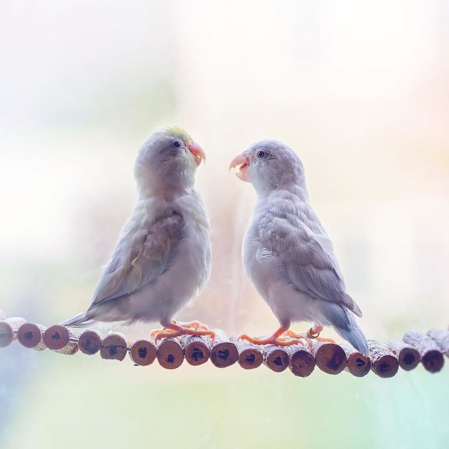 A-Storybook-Love-Between-Pastel-Parrotlets-5a83f998329b6__880 (1).jpg A-Storybook-Love-Between-Pastel-Parrotlets-5a83f998329b6__880 (1).jpg