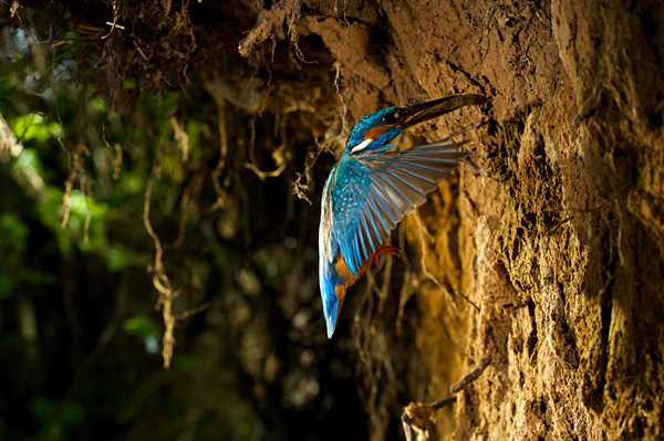 Зимородок - король-рыбак - kingfisher - Фото и статья