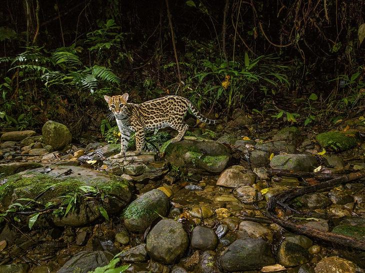 Лучшие фотографии от National Geographic в мае 2016 года