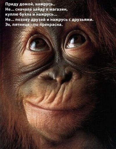 прикольные картинки с пятницей с юмором онлайн прикольные картинки с пятницей с юмором