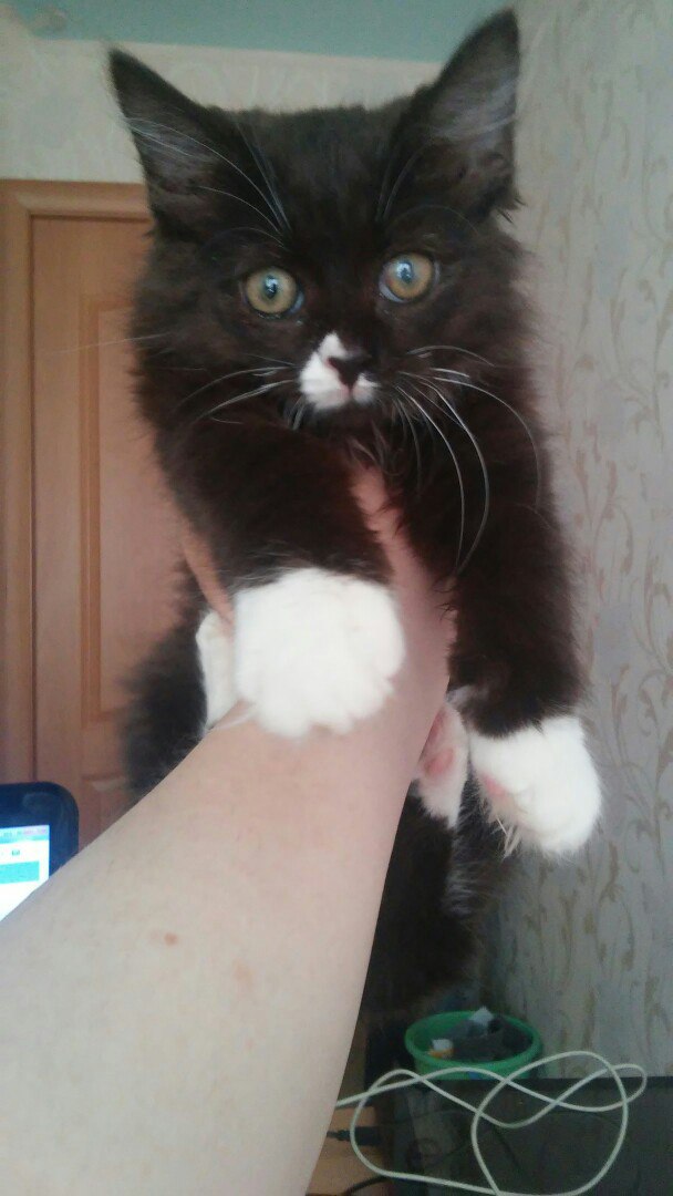 котенок