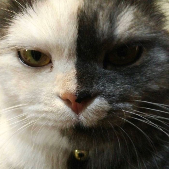Кошка кажется нарисованной, но она настоящая и обожает туалетную бумагу