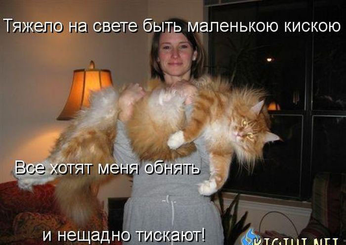 Позитив дня: КОТОПЯТНИЦА Позитив дня: КОТОПЯТНИЦА