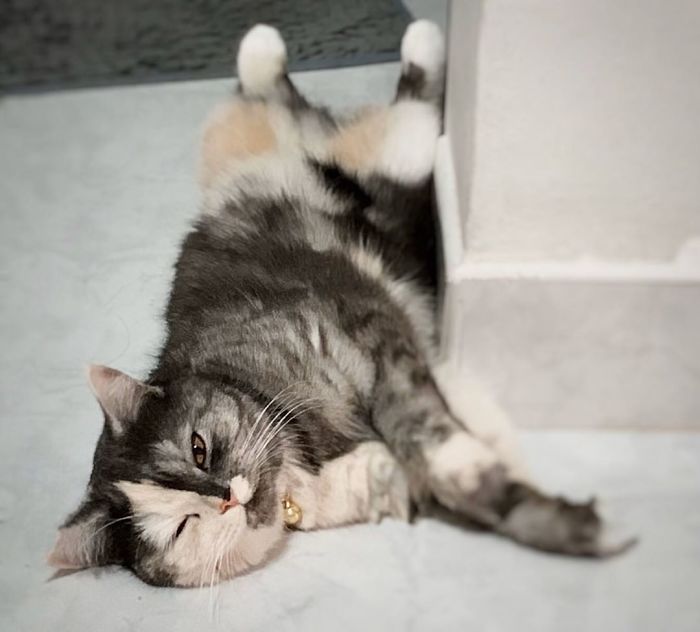 Кошка кажется нарисованной, но она настоящая и обожает туалетную бумагу