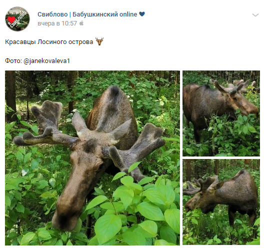 Красавец-лось собрал лайки пользователей из Бабушкинского