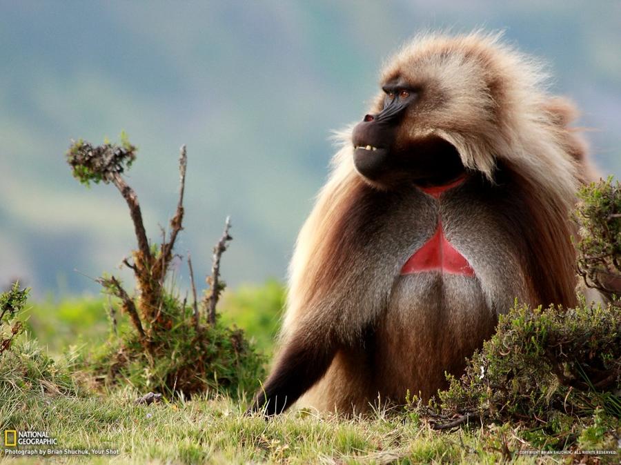 Лучшие фотографии National Geographic этой зимы Лучшие фотографии National Geographic этой зимы