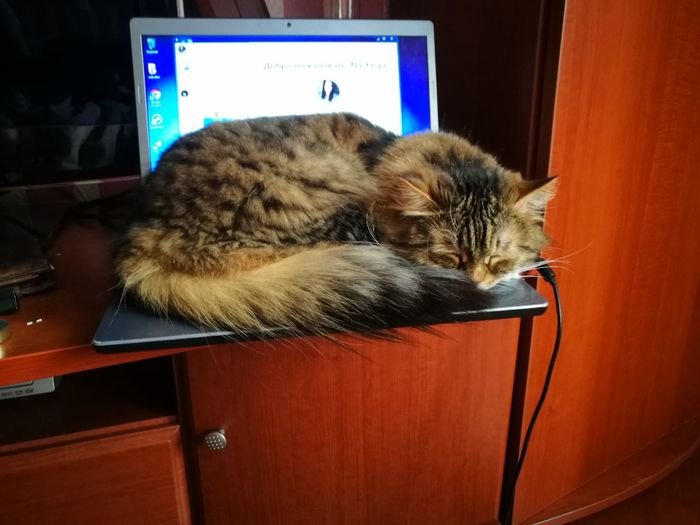 13 веселых котов 13 веселых котов