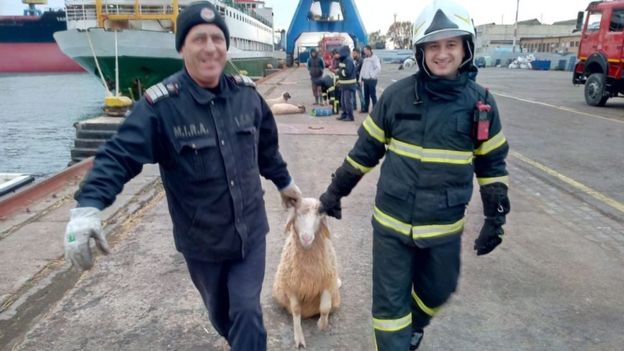 В Черном море перевернулось судно, перевозившее 14 тысяч овец