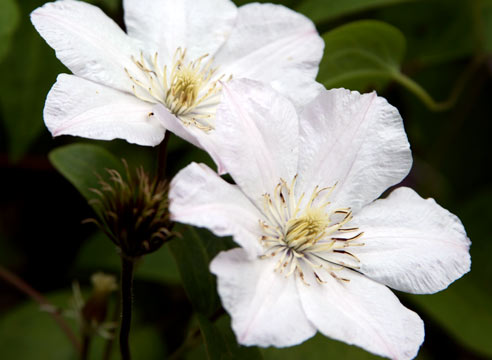 00055871 (492x360, 29Kb)