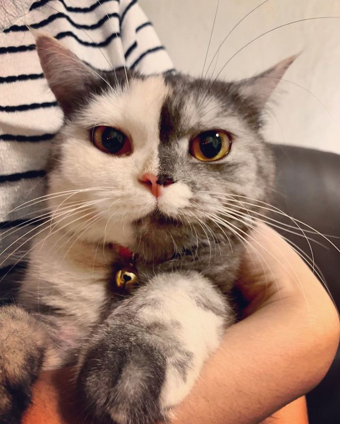 Кошка кажется нарисованной, но она настоящая и обожает туалетную бумагу
