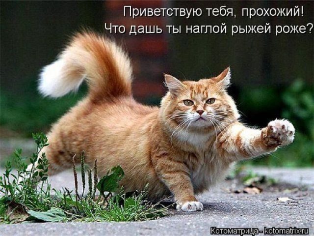 Лучшие котоматрицы за прошедшую неделю)) Лучшие котоматрицы за прошедшую неделю))