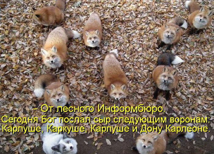 Позитив дня: КОТОПЯТНИЦА Позитив дня: КОТОПЯТНИЦА
