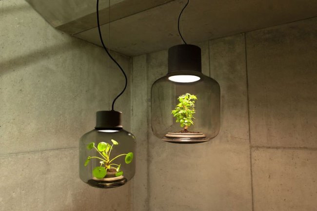 Растение-лампа, не требующее никакого ухода за собой (7 фото)