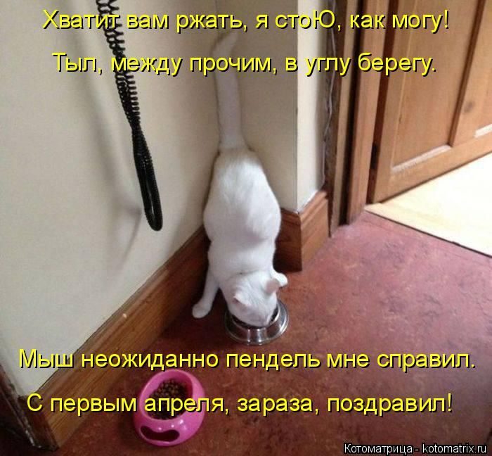 Лучшие котоматрицы недели