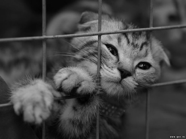 Сдавшим друзей в приют посвящается... Сдавшим друзей в приют посвящается...