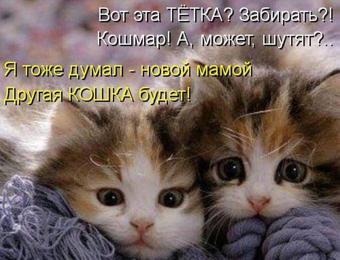 Позитив дня: КОТОПЯТНИЦА Позитив дня: КОТОПЯТНИЦА