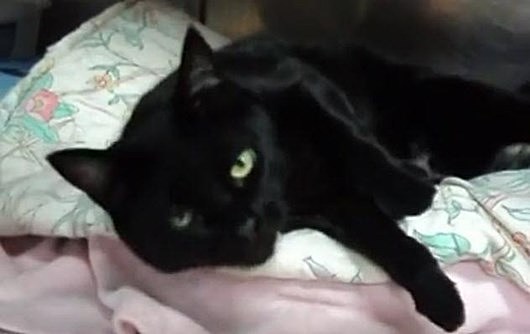 Десять историй о котах-героях Десять историй о котах-героях