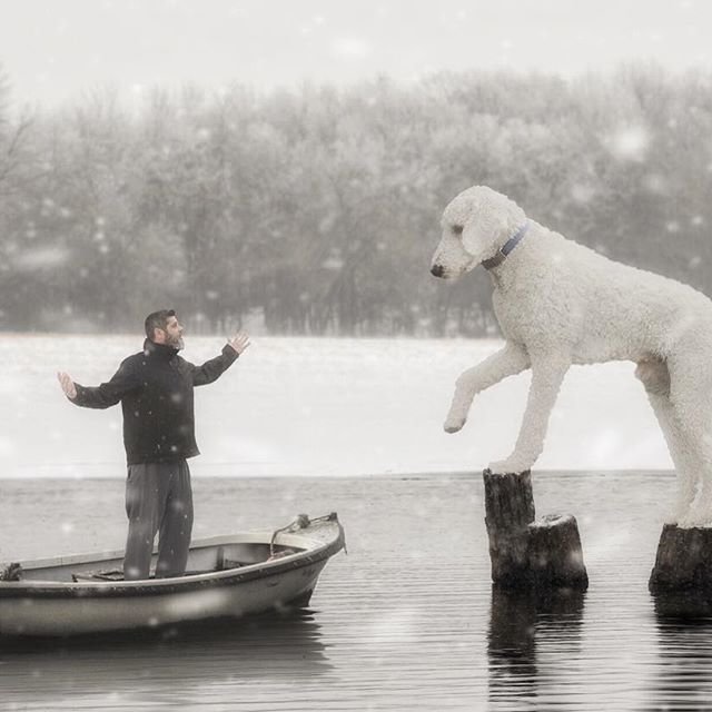 Сказочная жизнь мастера Фотошопа со своим «двухметровым» голдендудлем в мире, забавно, люди, собака, фотошоп