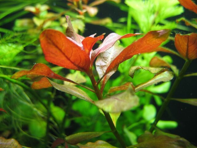 Людвигия ползучая (Ludwigia repens). © fanfishka  📷
