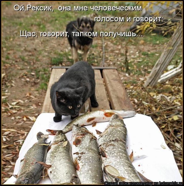 Смешные котоматрицы)) Смешные котоматрицы))