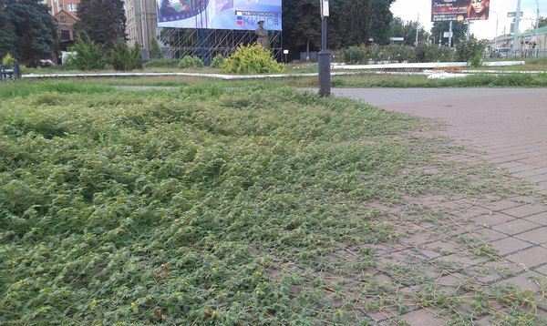 Города захватывает новое гадкое растение: Якорец стелющийся Якорец, сорняк, собачники, природа, растения, борьба, таганрог, велосипедист, длиннопост