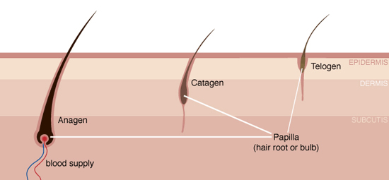 laser_hair_follicle_stages