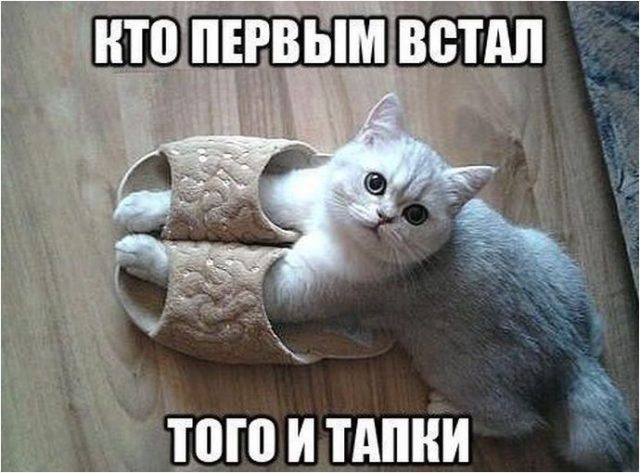 Котоматрицы великолепные, каждая с кусочком тепла, позитива и улыбкой! Котоматрицы великолепные, каждая с кусочком тепла, позитива и улыбкой!